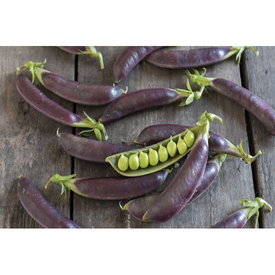 Royal Snap II - Purple Pea Seeds
