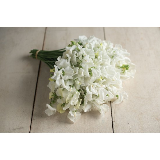 Royal Wedding - White Sweet Pea Seeds