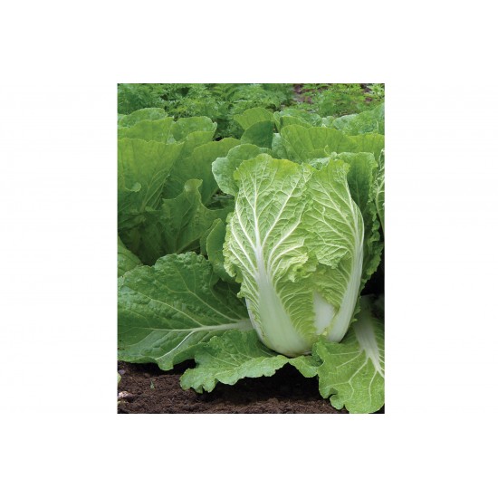 Rubicon - (F1) Chinese Cabbage Seed