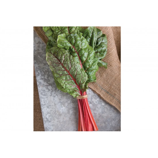 Ruby Red or Rhubarb Chard - Organic Seed