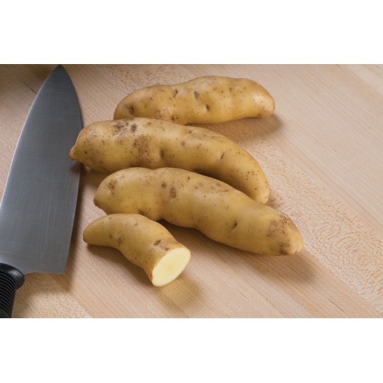 Russian Banana - Organic Seed Potatoes