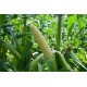 SS2742 - (F1) Corn Seed