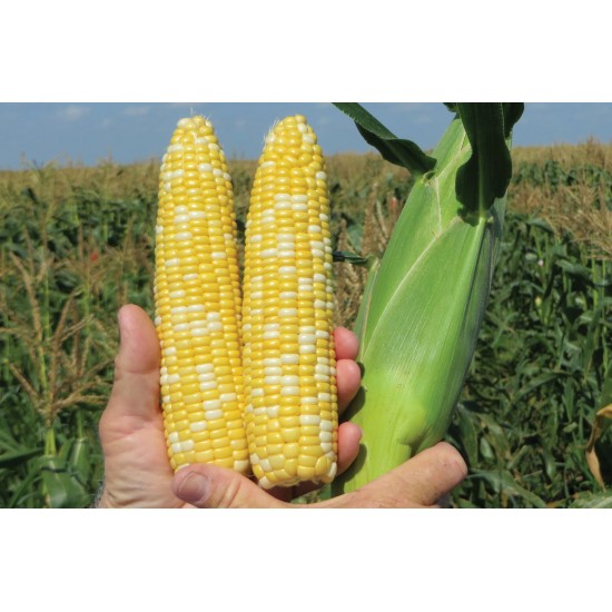 SS2742 - (F1) Treated Corn Seed