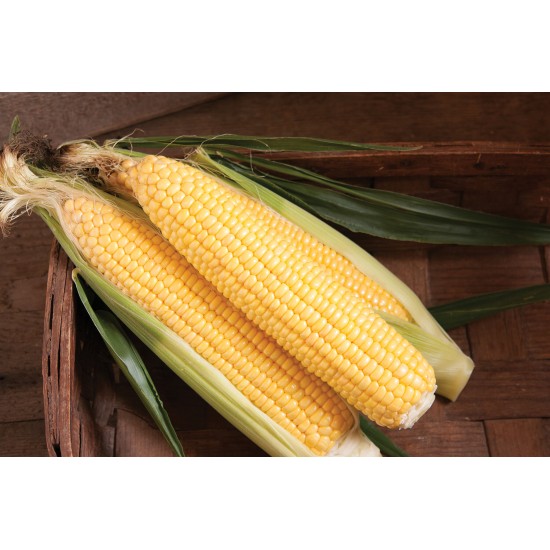 SS3778R - (F1) Treated Corn Seed