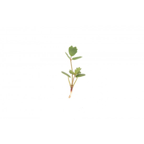 Salad Burnet - Microgreen Seed