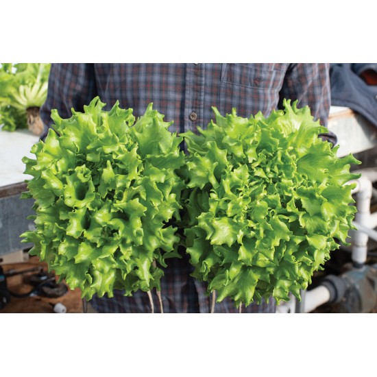 Salanova® Green Batavia -  Lettuce Seed