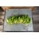 Salanova® Green Batavia -  Lettuce Seed