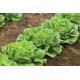 Salanova® Green Butter - Lettuce Seed