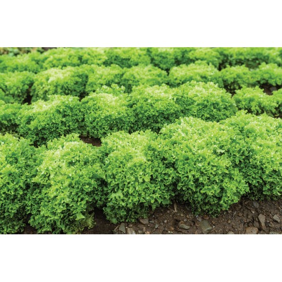 Salanova® Green Incised - Lettuce Seed