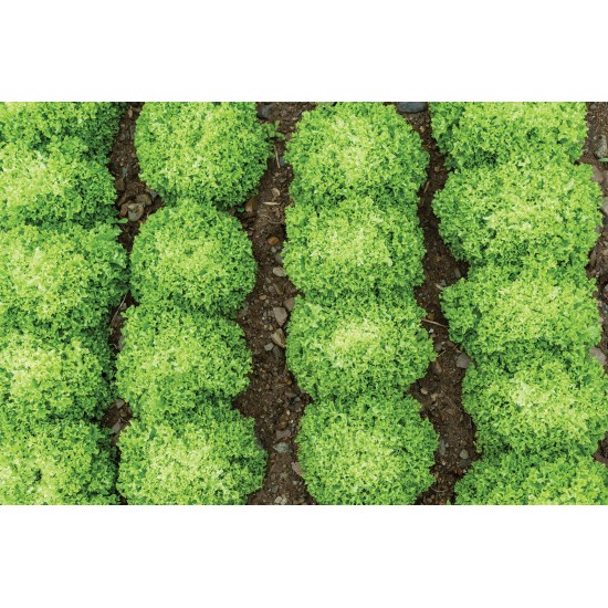Salanova® Green Incised - Lettuce Seed