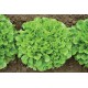 Salanova® Green Oakleaf - Lettuce Seed