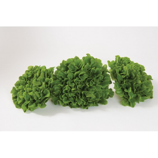 Salanova® Green Oakleaf - Lettuce Seed