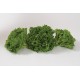 Salanova® Green Sweet Crisp - Lettuce Seed
