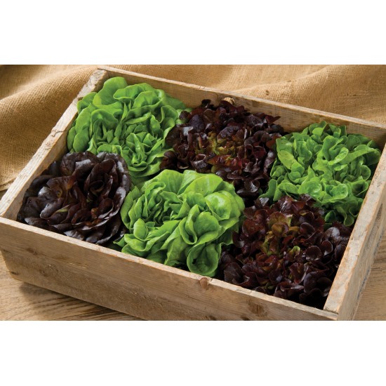 Salanova® Home Garden Mix - Lettuce Seed