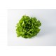 Salanova® Hydroponic Green Oakleaf -  Lettuce Seed