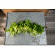 Salanova® Hydroponic Green Oakleaf -  Lettuce Seed