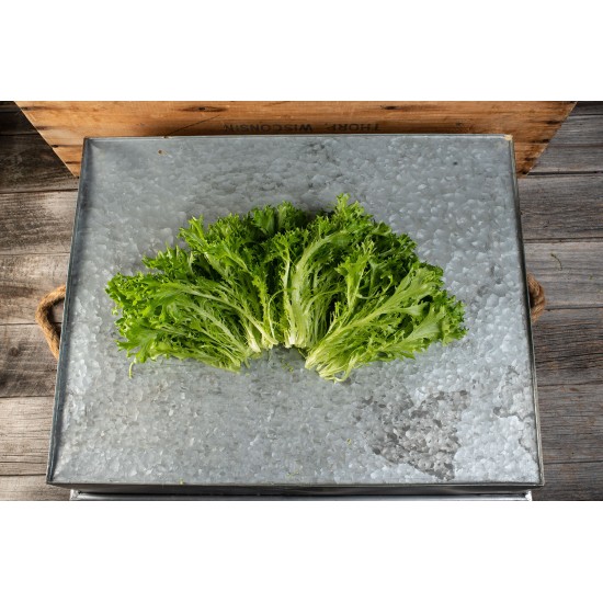 Salanova® Hydroponic Green Sweet Crisp -  Lettuce Seed