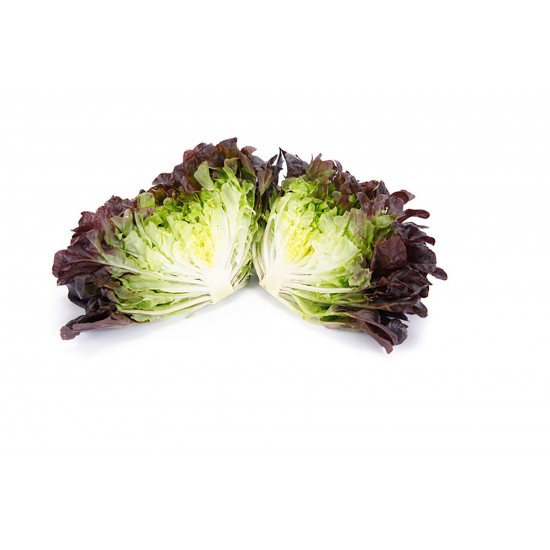 Salanova® Hydroponic Red Oakleaf -  Lettuce Seed