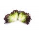 Salanova® Hydroponic Red Oakleaf -  Lettuce Seed