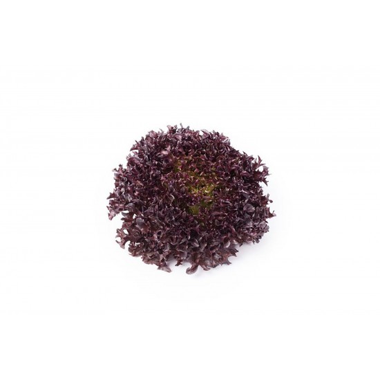 Salanova® Hydroponic Red Sweet Crisp -  Lettuce Seed