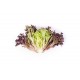 Salanova® Hydroponic Red Sweet Crisp -  Lettuce Seed