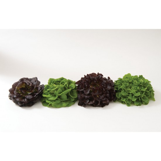 Salanova® Premier Collection - Lettuce Seed