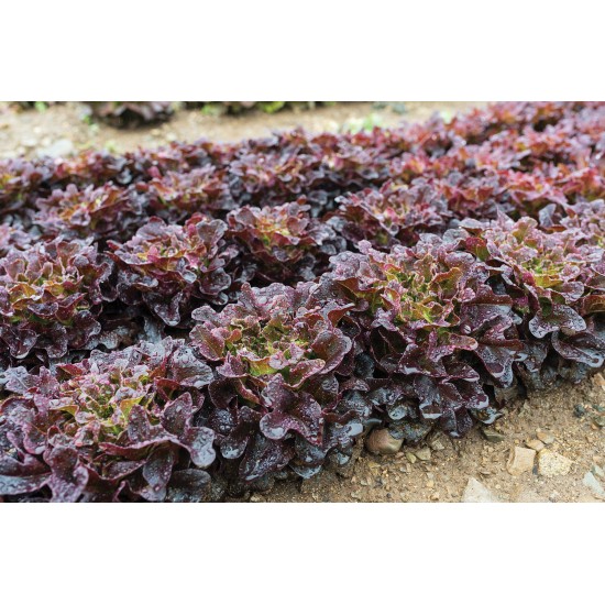 Salanova® Red Oakleaf - Lettuce Seed