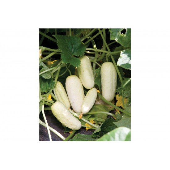 Salt and Pepper - Organic White Cucumber Seeds