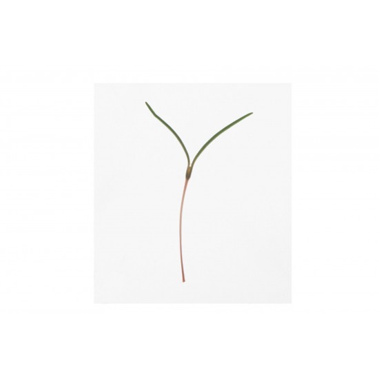 Saltwort - Microgreen Seed