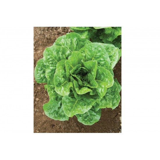 Salvius - Lettuce Seed