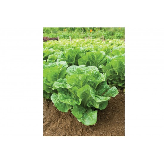 Salvius -  Lettuce Seed