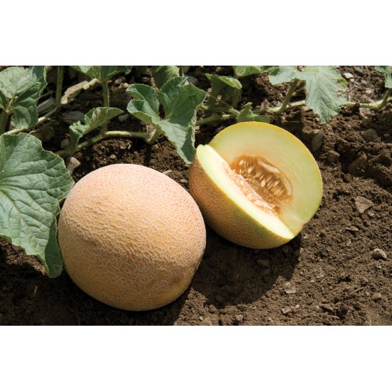 San Juan - (F1) Melon Seed
