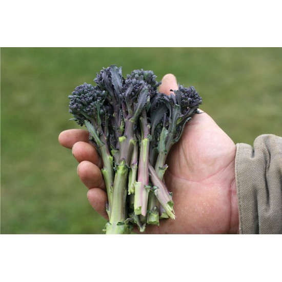 Santee - Organic Purple Sprouting Broccoli Seeds