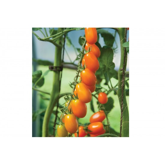 Santorange - (F1) Tomato Seed