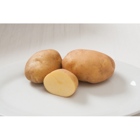 Satina - Organic Seed Potatoes