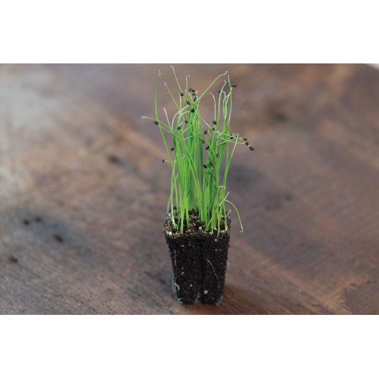 Scallion - Organic Microgreen Seed