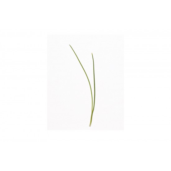 Scallion - Organic Microgreen Seed
