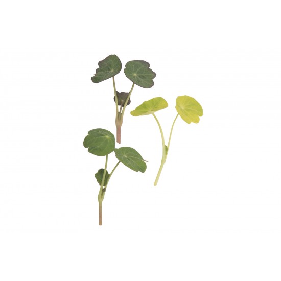 Shades of Green Nasturtium - Shoot Seed