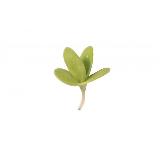 Shungiku Broadleaf - Microgreen Seed