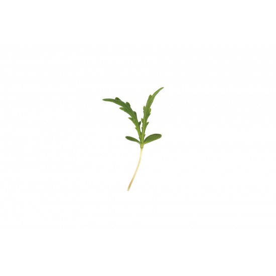 Shungiku - Microgreen Seed