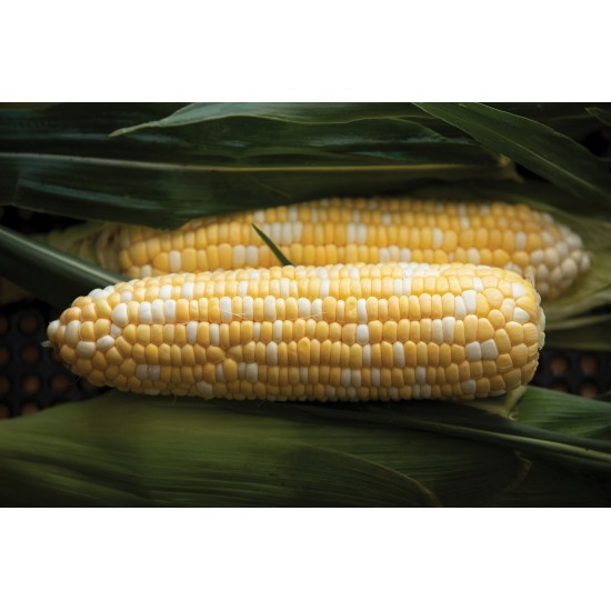 Signature XR - Treated (F1) Corn Seed