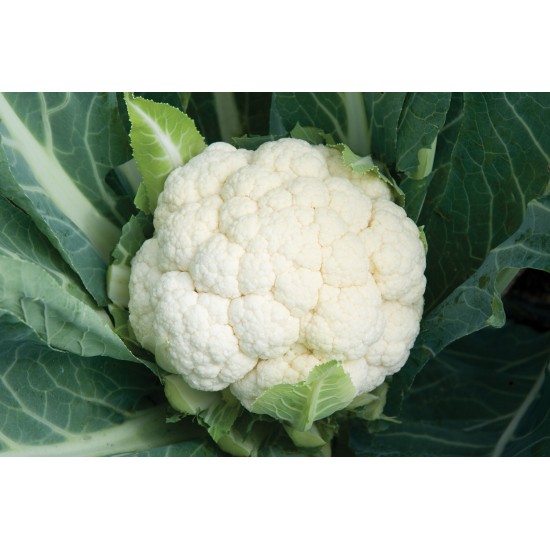 Skywalker - Organic (F1) Cauliflower Seed
