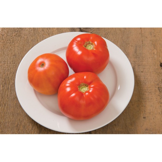Skyway - Organic (F1) Tomato Seed