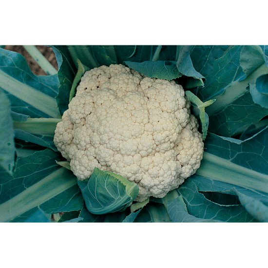 Snow Crown - (F1) Cauliflower Seed