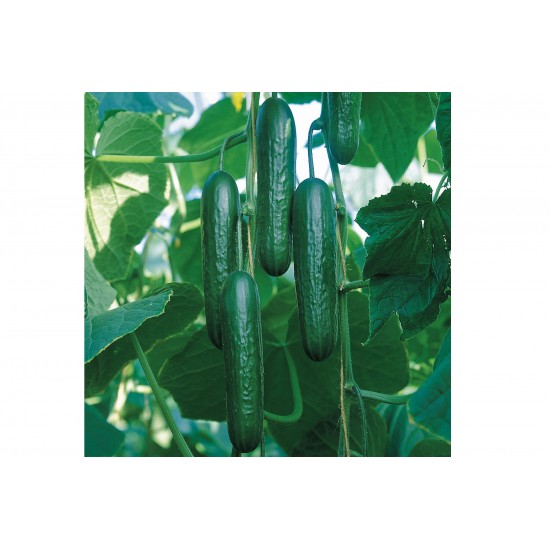 Socrates - Organic (F1) Cucumber Seed