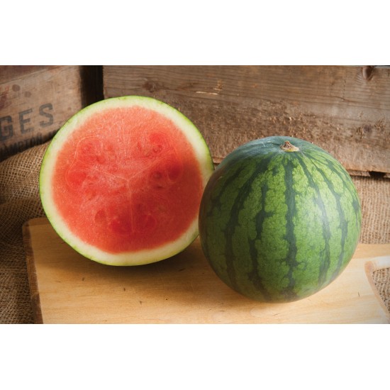 Sorbet - (F1) Watermelon Seed
