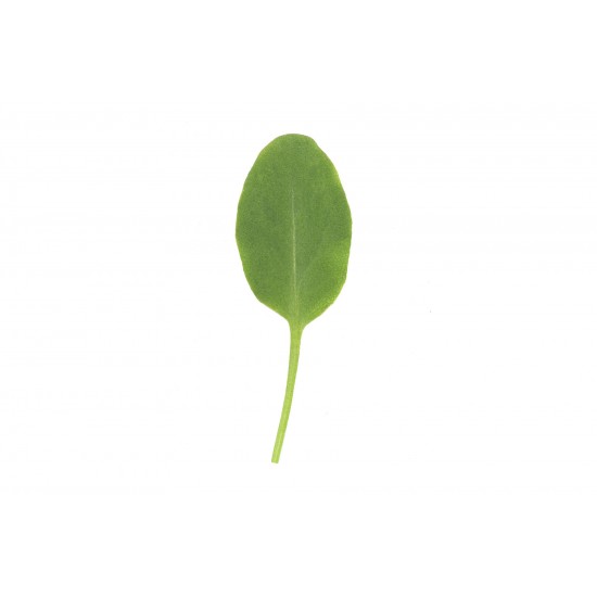 Sorrel - Green Seed