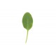 Sorrel - Green Seed