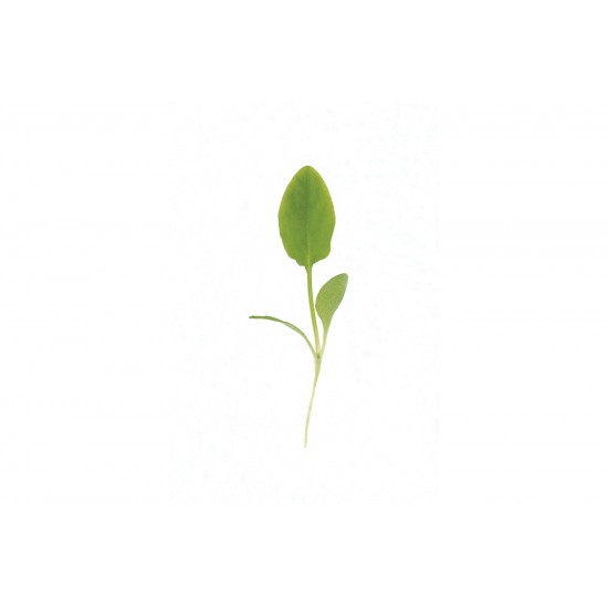 Sorrel - Microgreen Seed