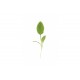 Sorrel - Microgreen Seed